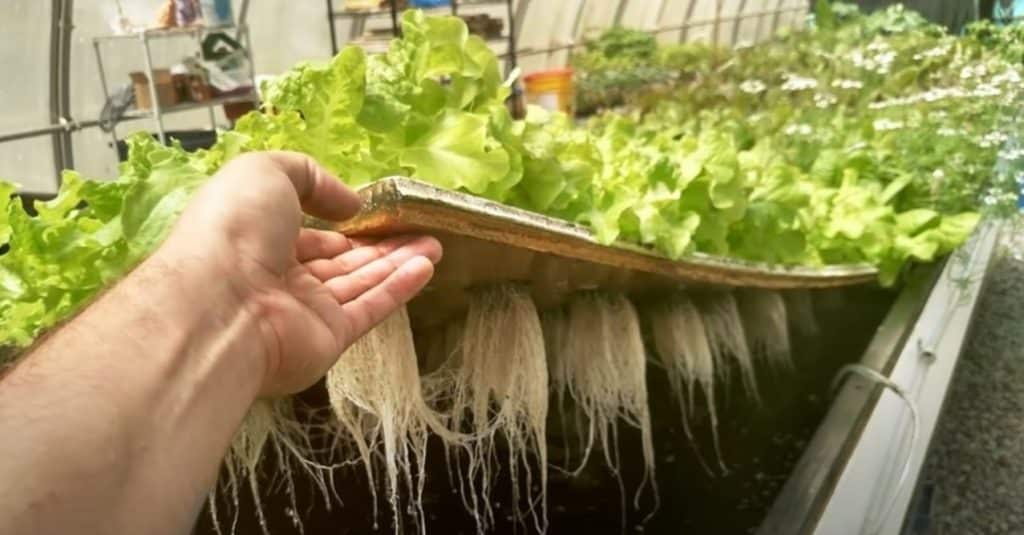 Science Of Aquaponics Described