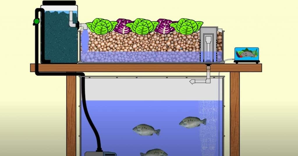 Aquaponics System Definition