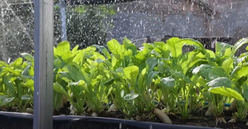 Why Aquaponics?