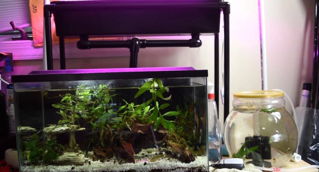 How Beginners Create Aquaponics