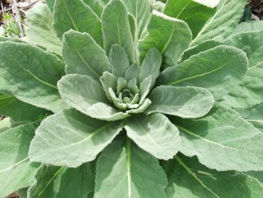 Mullein