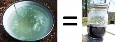Tree-Sap-To-Maple-Syrup